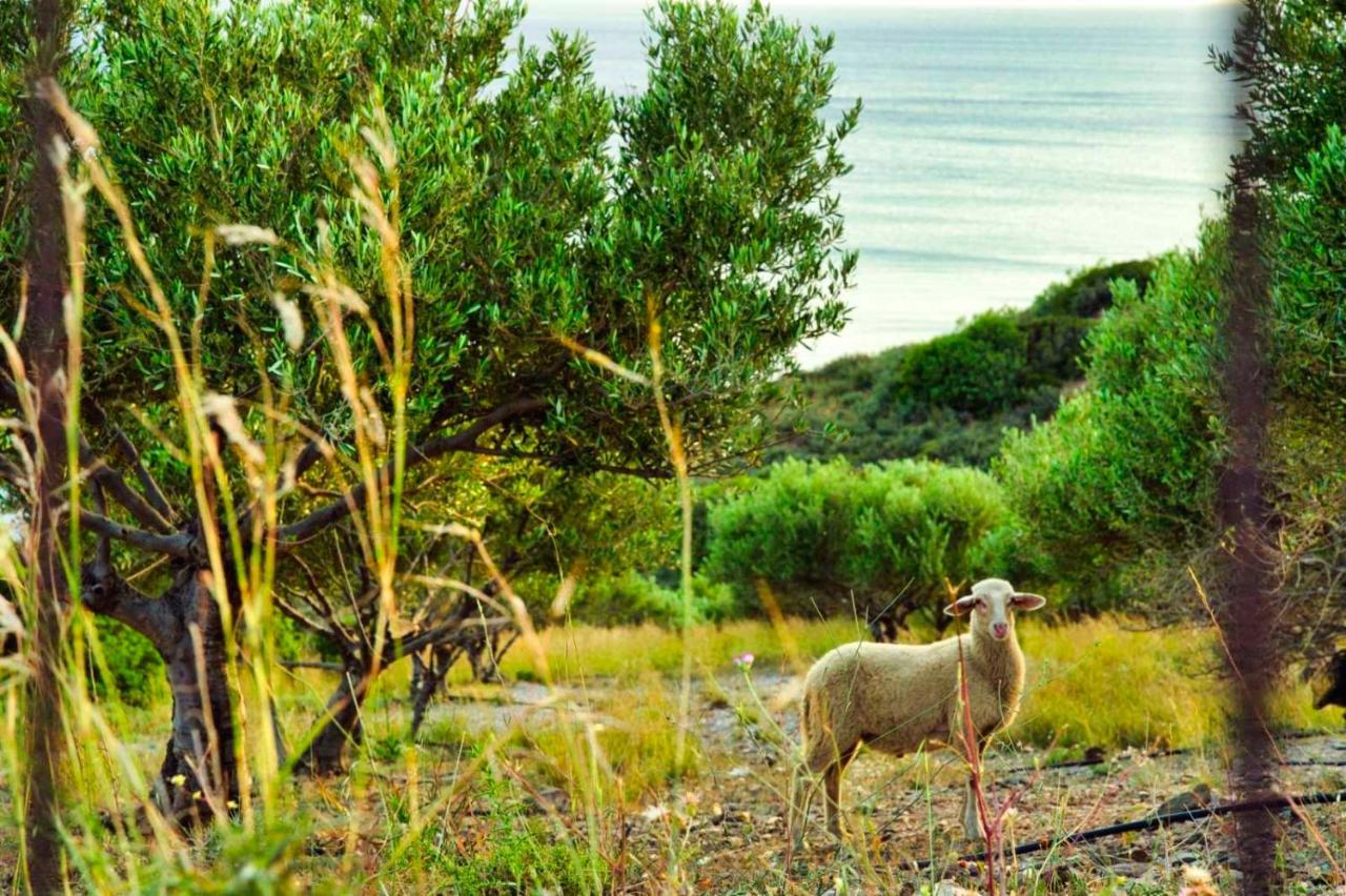 Panstel In Kerames Rethymno Kamp alanı *